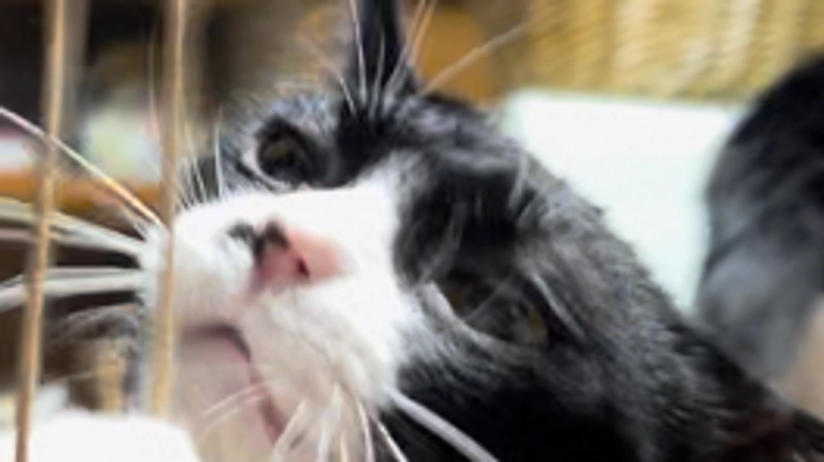 宇宙人ヌーボ通信　紐であそぶぬぼ