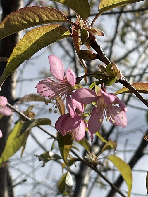 番外編5 ヒマラヤ桜と半木神社