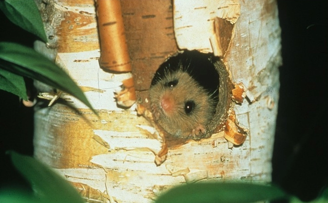 【リターン不要な方向け】全力応援コース｜3千円