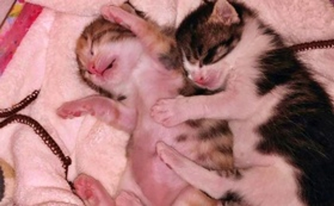 毎月500円応援コース