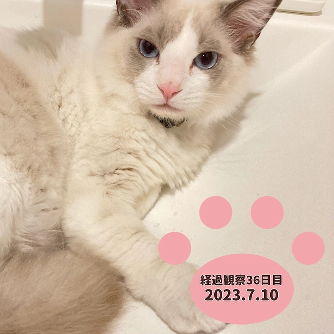 経過観察36日目(2023.7.10)