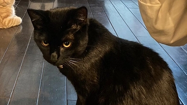 愛猫ピノのFIP治療にご支援ご協力をお願いします のトップ画像