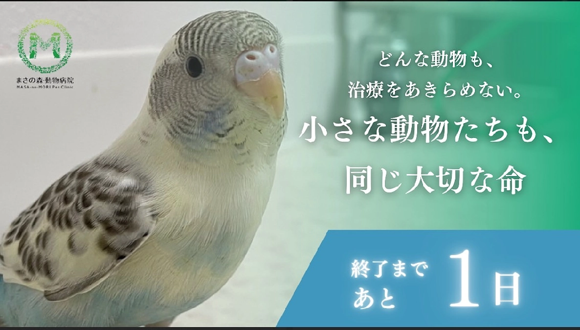 【ラストスパート】人と動物がずっと幸せに暮らせるように！～プロジェクト終了まで【あと1日】～