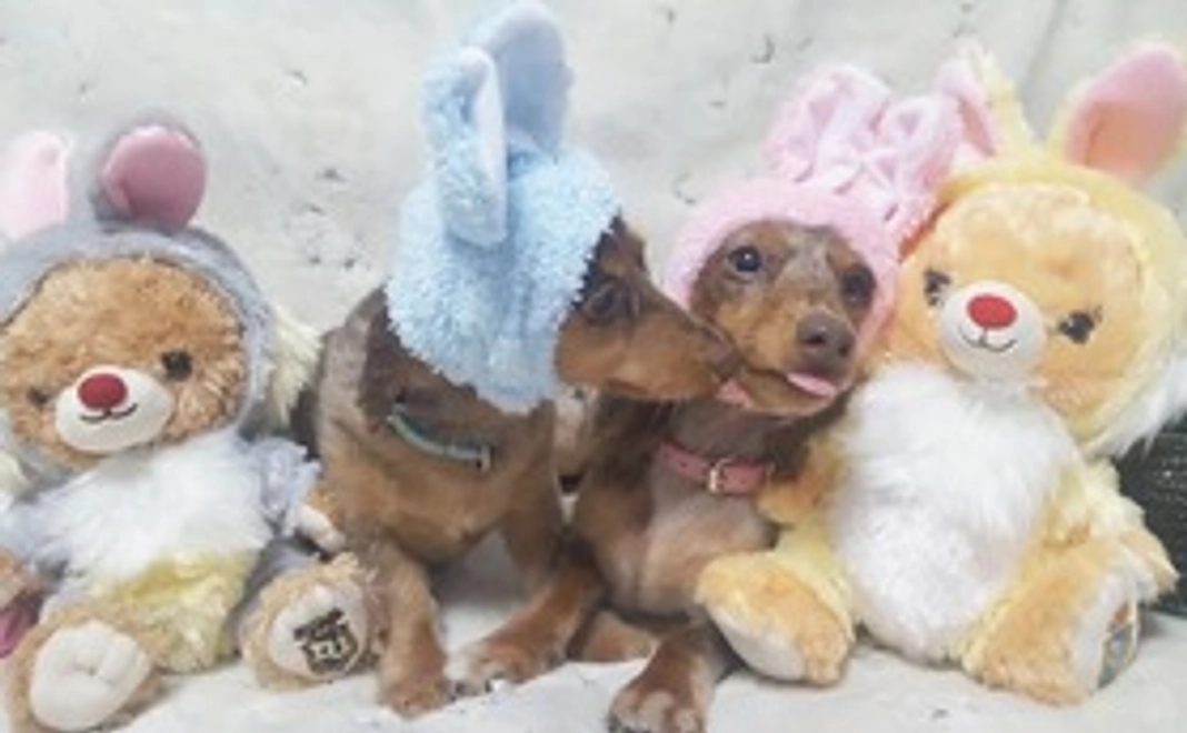 お礼メールとピコの写真B