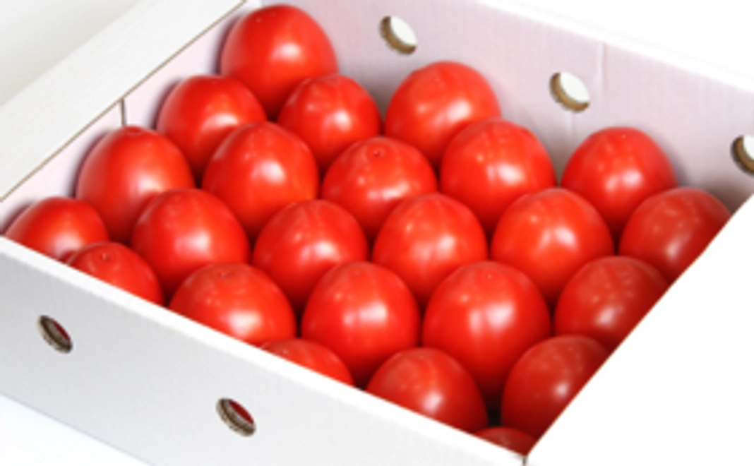 加熱用トマト（大箱）＋ トマトハウス見学案内