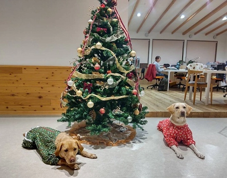 クリスマスの飾り付け(2023/12/06）