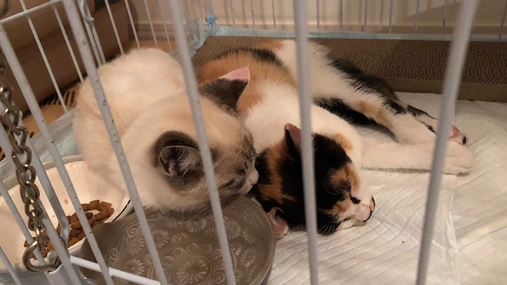 保護ネコ2匹の手術