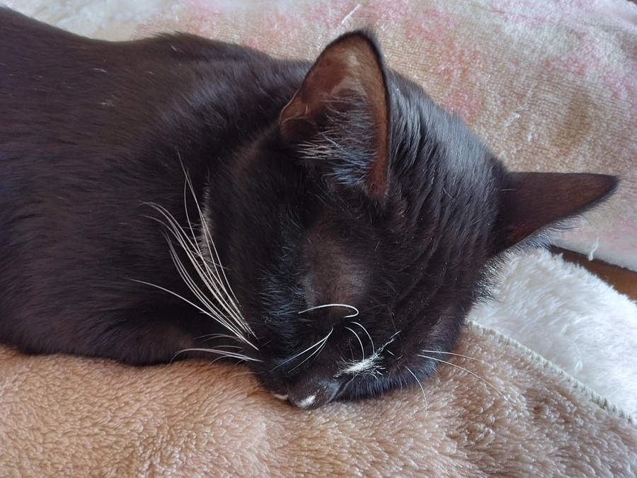 1/22はなちゃんの様子