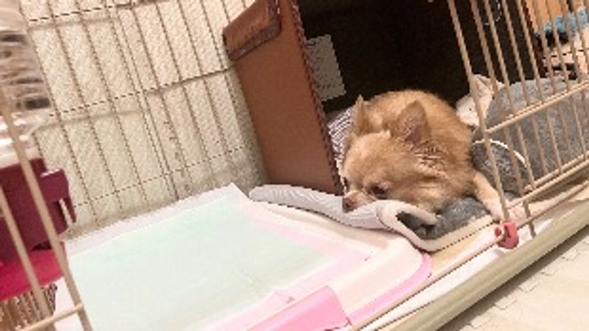 クラウドファンディング残り23日