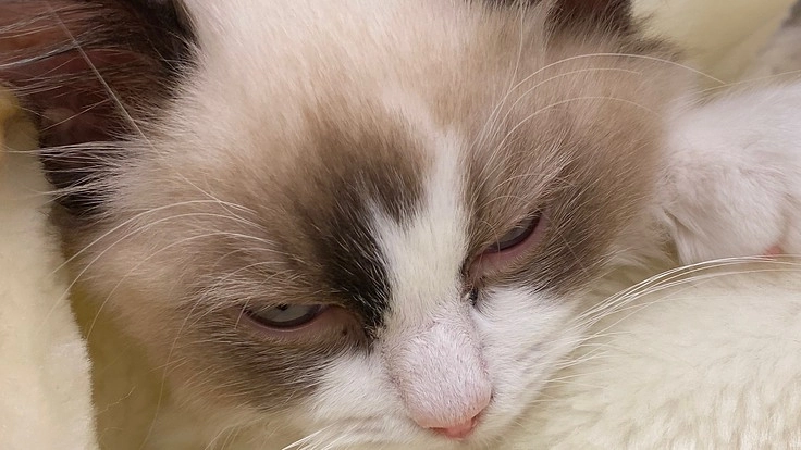 生後4ヶ月で大病を患ったこまりを救って下さい