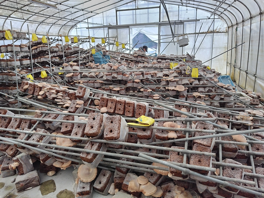 ハウスの片付け進んでいます