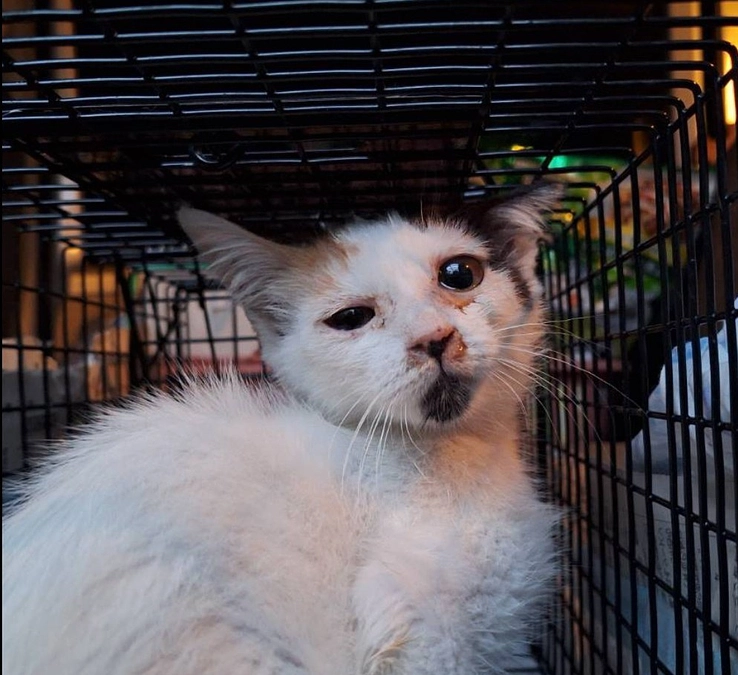 昨日、2匹の子猫を保護しました。