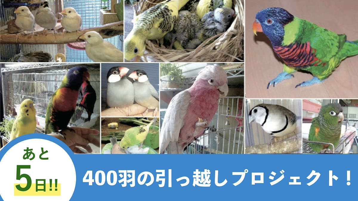 【鳥の駅】で暮らす400羽の引っ越しプロジェクト、終了まであと5日！