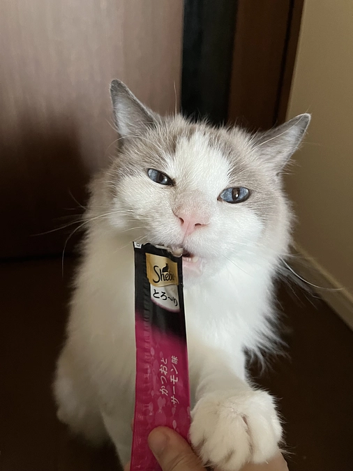 0810 ソラ　6歳になりました！！