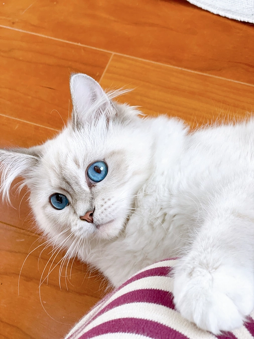 【あけましておめでとうございます】