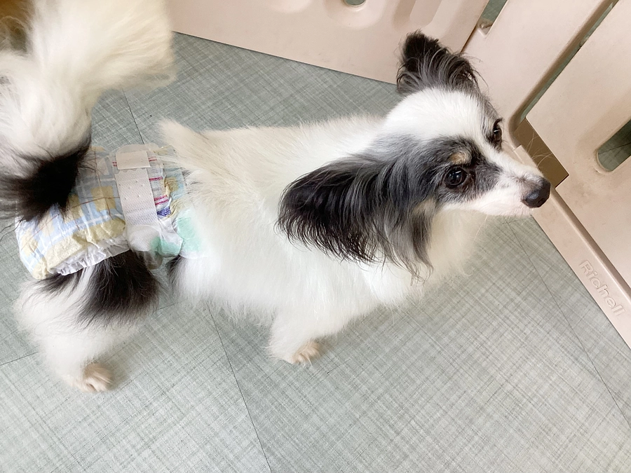 今日のチョコちゃん！(8月12日)