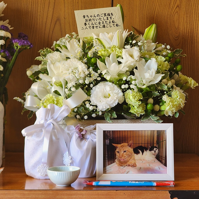 夢幸サポートプログラムの名前の由来の幸が亡くなりました