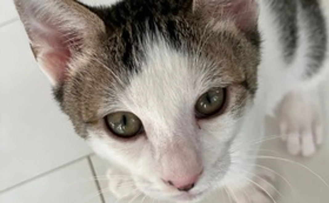 もっち君頑張れプロジェクト-500円