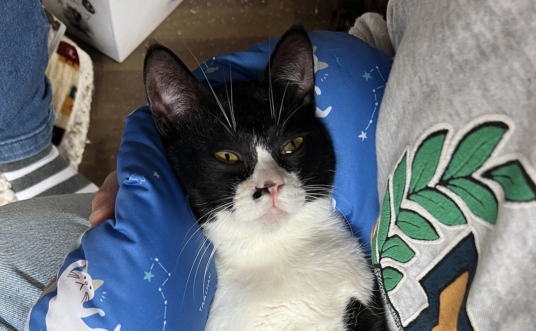 猫達へのご支援