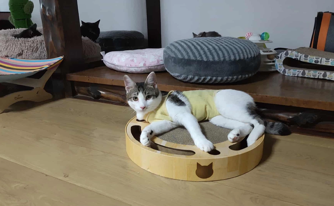 猫達を応援コース