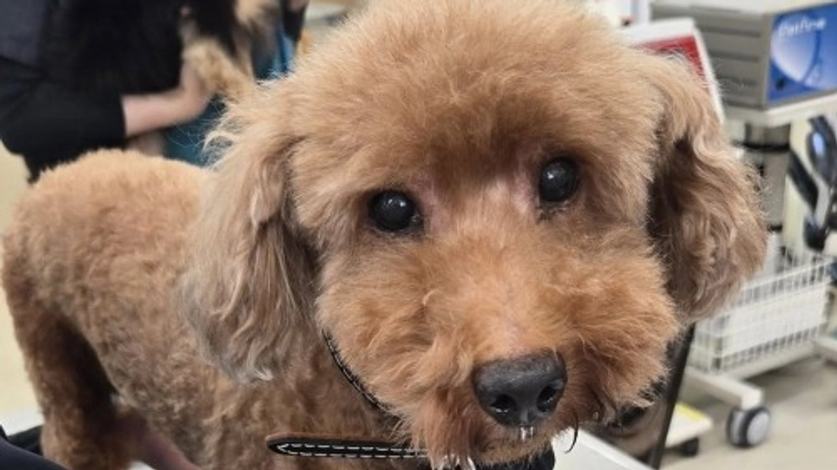 お盆に保護した子たち、新たな名前で再スタート！