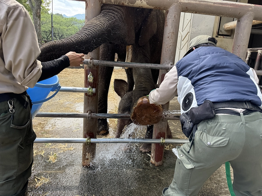 【ご報告】最近のメイと子どもの様子について（8月20日）