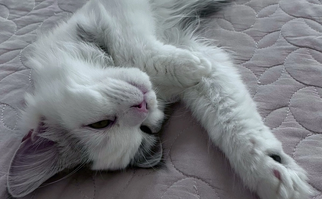 ６　ぽちゃのために　リターン不要