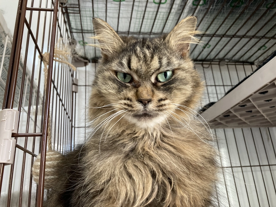 YAHOO!ニュースに「にゃん福°」が掲載されました