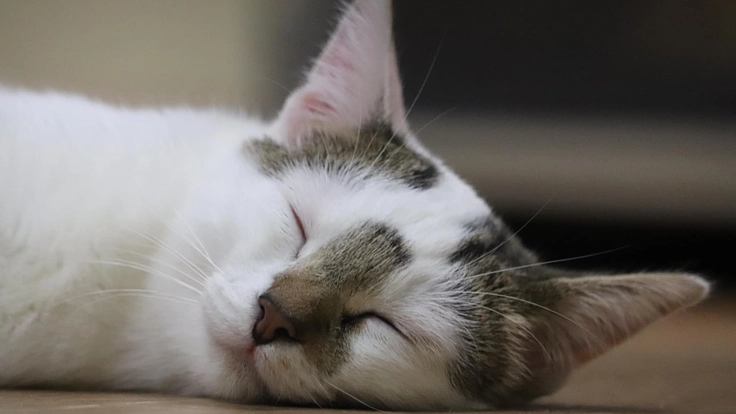 猫の様々な問題解決に対応出来るように！猫カフェ移転にご支援ください