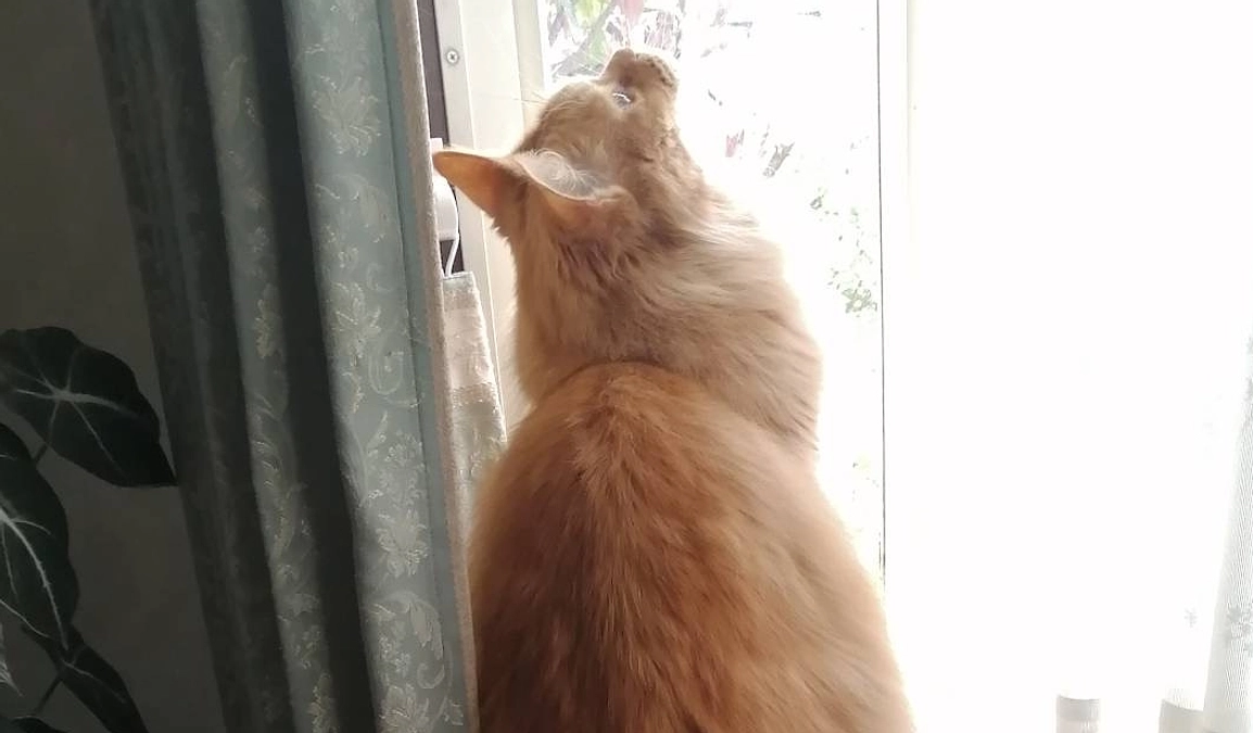 ご支援への御礼、またクラファンに挑戦した経緯について