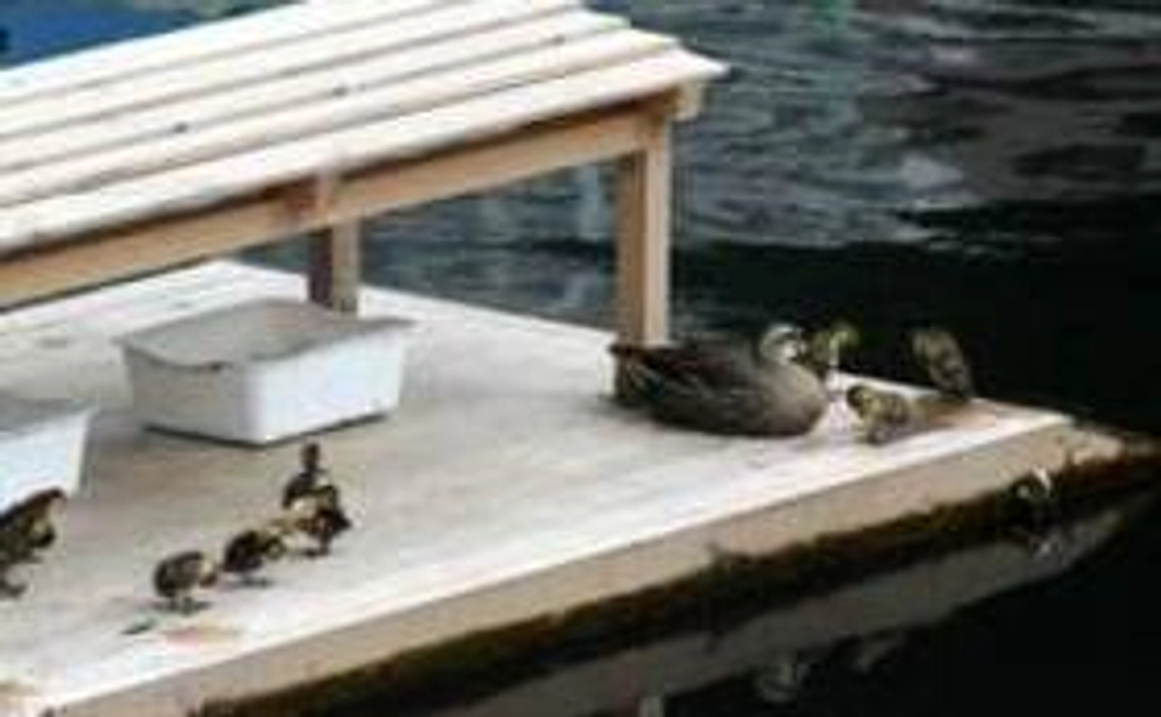 【応援】カルガモのヒナ誕生の映像を全国の子供たちに！Ａコース