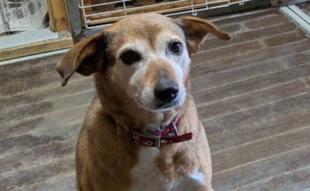 全力応援コース｜1万円