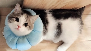 【尿管閉塞】愛猫ノエルくんに治療費のご支援をお願い致します。 のトップ画像