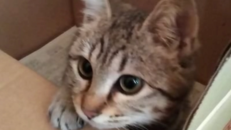 下半身不随で排便困難な保護猫コハルさんに、結腸摘出手術を。