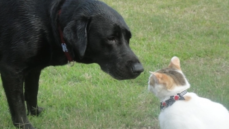 犬や猫のコラムを見るだけで寄付ができる情報サイトを作りたい！