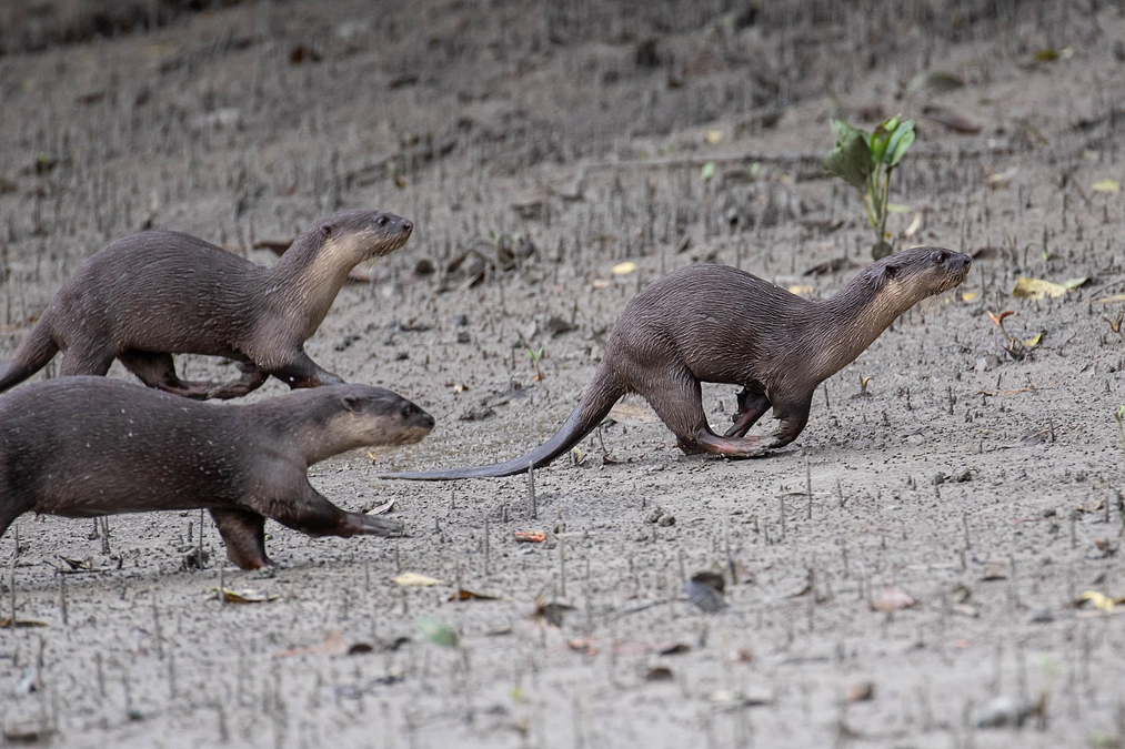 NGO、大学、ツアーガイドと取り組むミャンマーのカワウソ保全