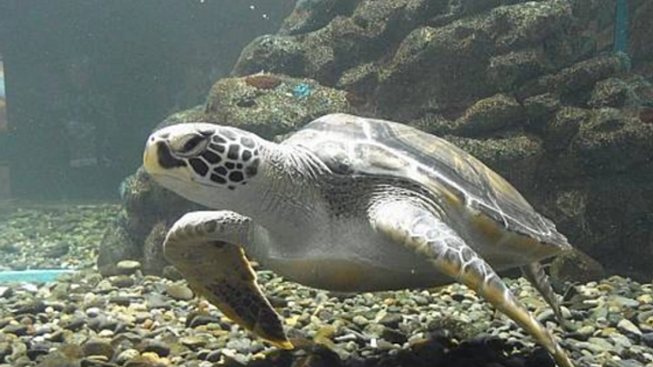 震災で全壊した久慈市の水族館「もぐらんぴあ」を復活させたい!