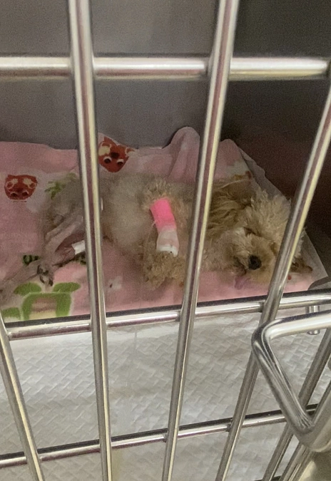 手術は無事終了！