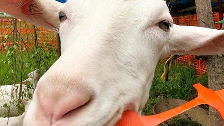 長野県ばんどこ地区活性化に向け！山羊乳を使った新商品開発へ！