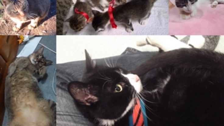 命が「なおざり」に!!飼い主のいない猫たちの将来を救いたい!