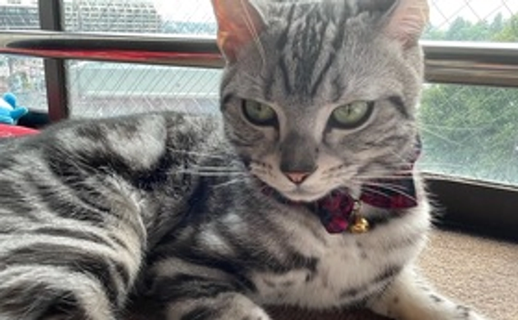 全額応援コース(1,000円)