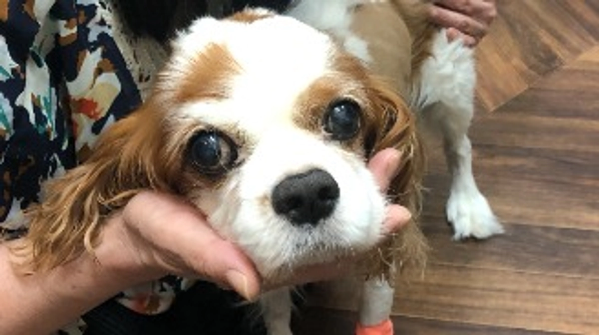 術後7日目、今日も順調に回復中のようです