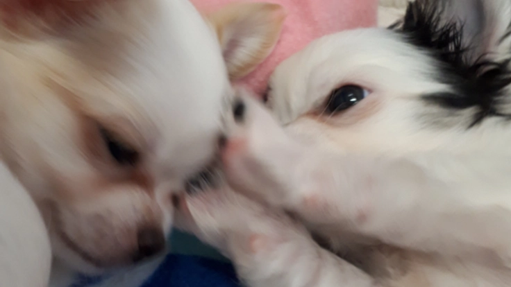 「犬の殺処分ゼロ」の最後の砦、保護犬たちに快適な環境を!