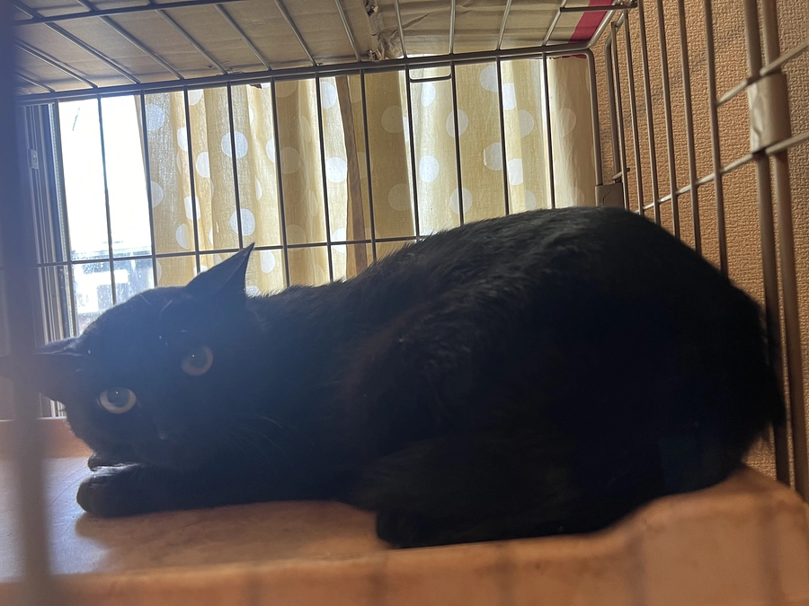 しあわせ繋ぎさんと一緒に捕獲をしました