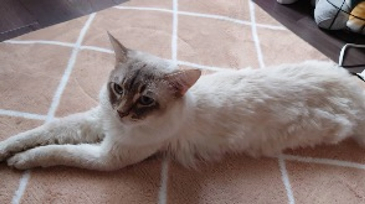 再診、手術についてのご報告です