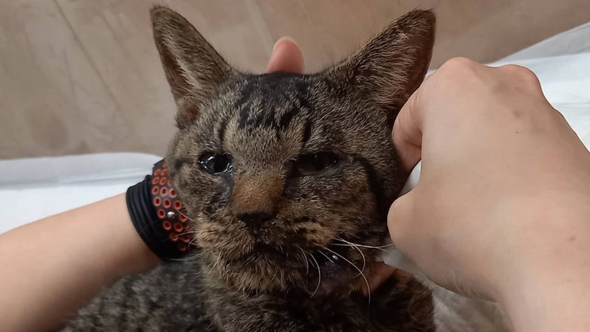 たれぞーの旅立ち。