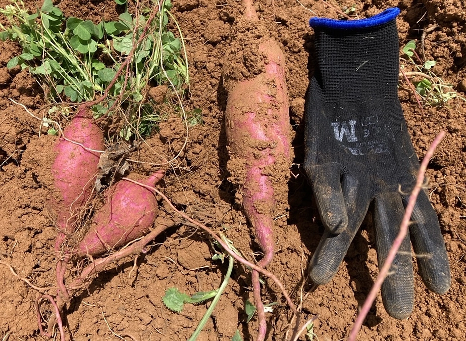 みやななご生芋のリターンをお選びのご支援者様へ