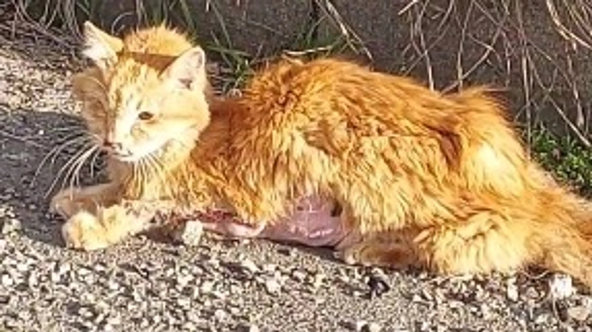 終了日まであと5日！どの子の命も諦めたくない！