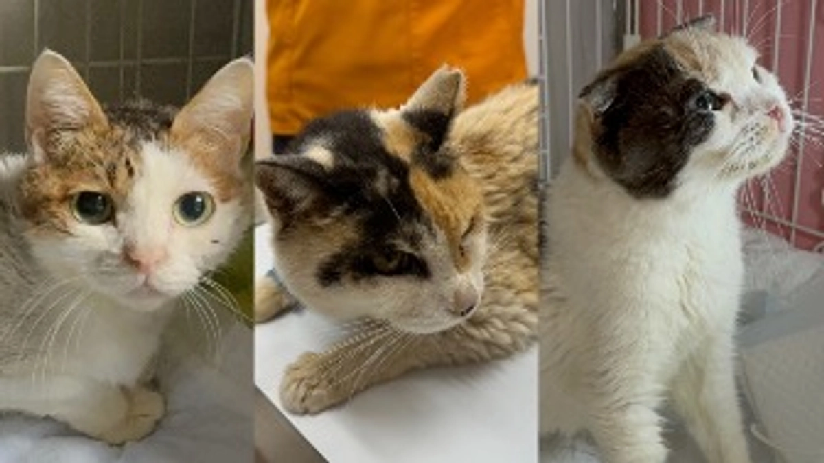 今日の施設入院室で看病している子達です