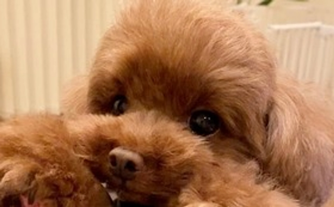 心を込めてセナくんの近況報告をさせていただきます